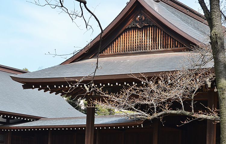 この静かな様子も、あと10日程で華やかな桜色に染まります。