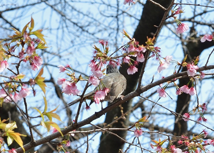 境内の早咲きの桜には、ヒヨドリが・・・