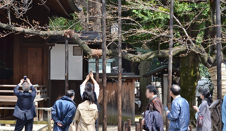 こちらがソメイヨシノの開花を判断する標本木です。