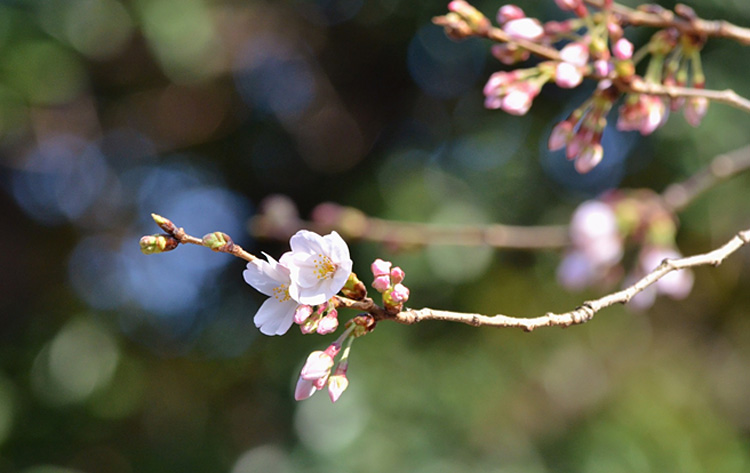 ついに本日東京の桜、ソメイヨシノの開花宣言が出ました。
