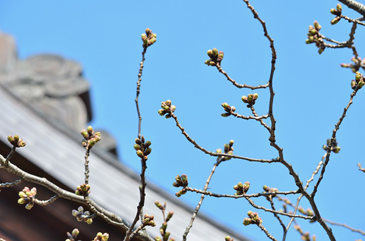 空を見上げると、大きく蕾がふくらんできたのが分かります。