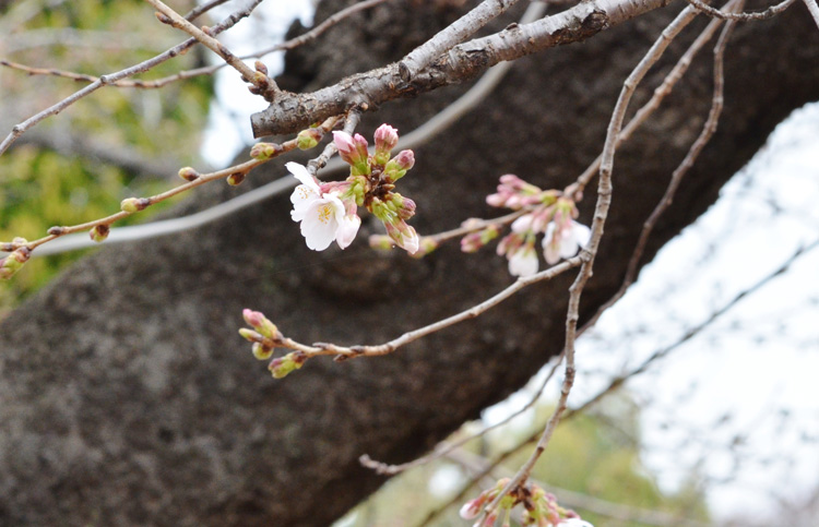 千鳥ヶ淵でも桜が咲き始めました