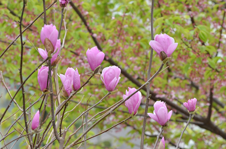 木蓮は今が見ごろ