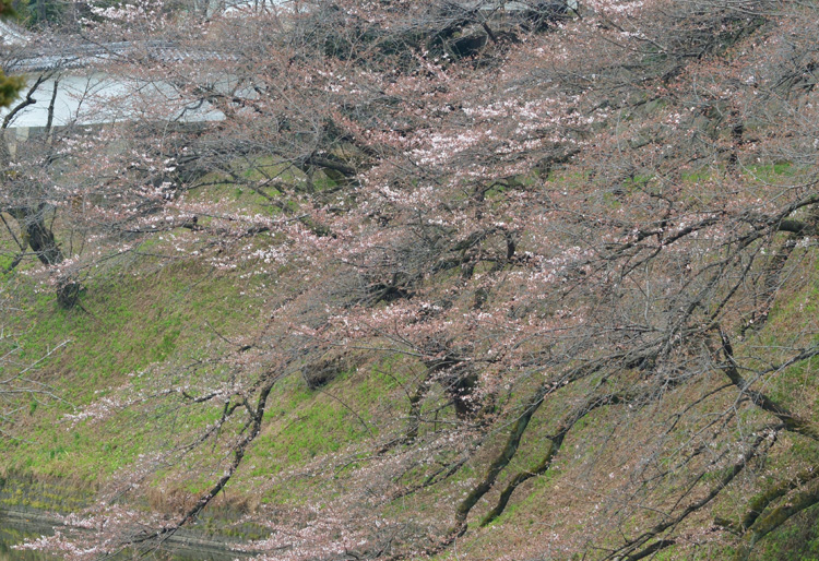 武道館では卒業式のシーズンがはじまりました。