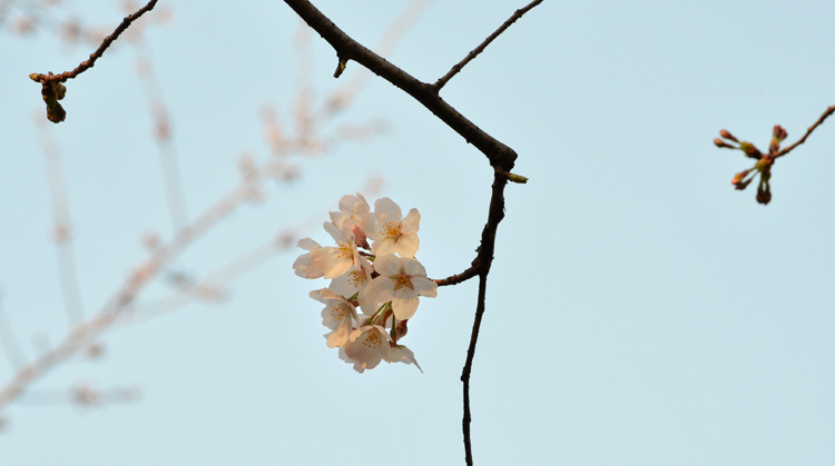 夕陽に染まった桜がとてもきれい