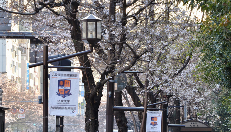 九段坂上靖国通りの桜並木