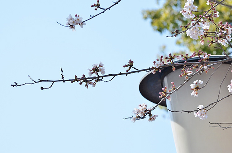 桜はまだまだこれから・・・