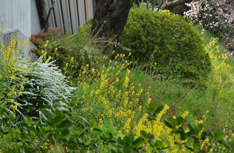 土手には雪柳や菜の花