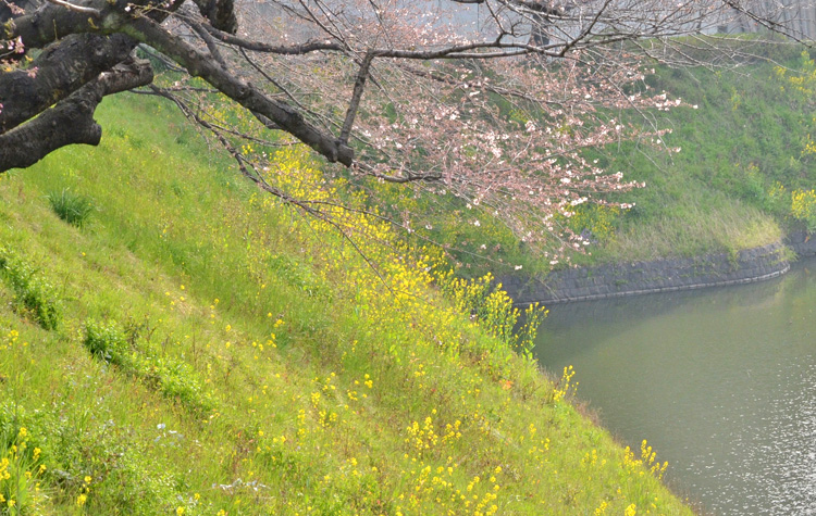 朝陽に照らされた水面