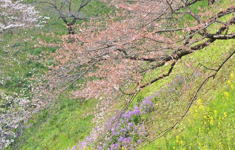 ダイコンの花も咲きそろって来ました