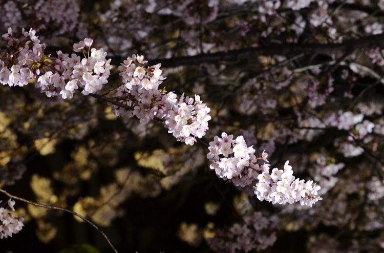 千鳥ヶ淵の夜桜はまだまだ楽しめます。