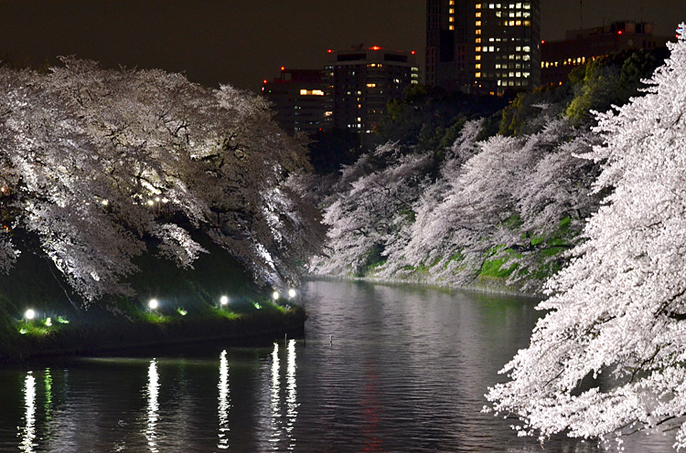 満開のうちに見ておきたい千鳥ヶ淵の夜桜。