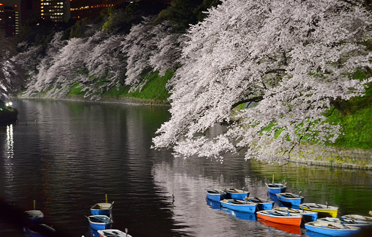 ボート乗り場から望む千鳥ヶ淵の桜。