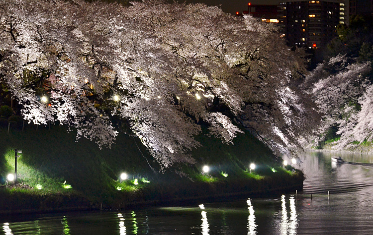 ボートのあとの水紋に、映りこんだ桜が揺れています。