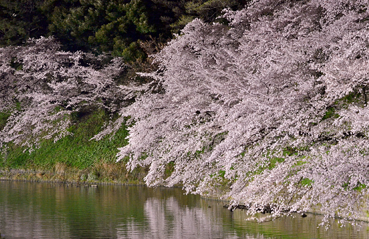 どこから見ても見事な桜・・・