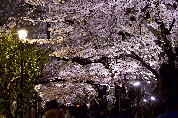 歩きながら、桜を見上げながら展望台まで歩く距離も