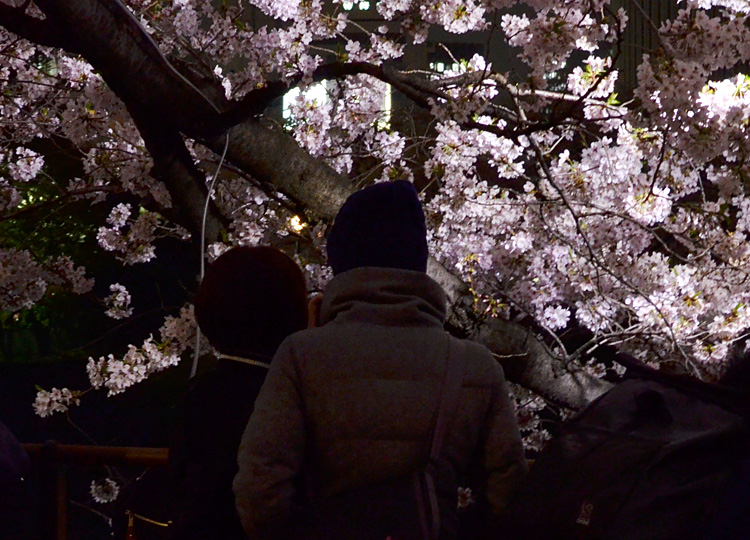 思い思いの夜桜をたのしむ皆さん。
