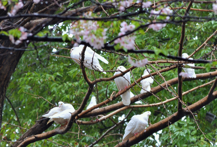 神様のお使いも、本日は雨天休止。