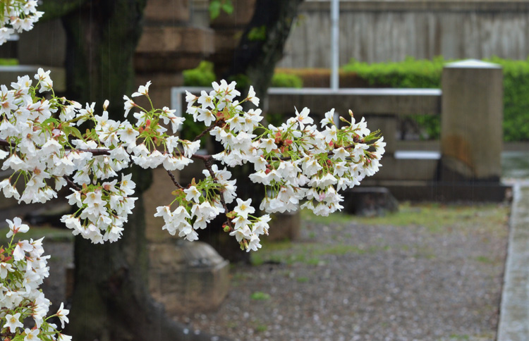 玉砂利と桜のコントラスト