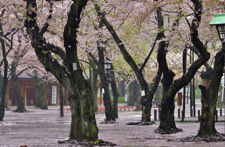 桜の絨毯を見渡せるほど静かな境内