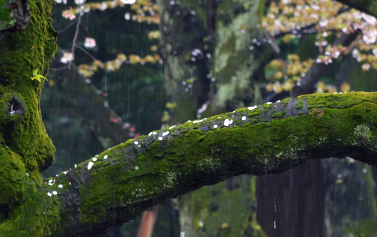 苔むした幹も雨に塗れて、きれいな深い緑を見せています。