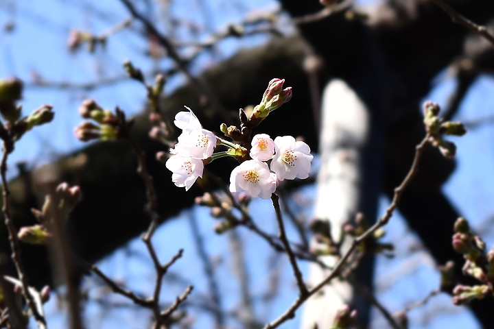 千鳥ヶ淵の桜情報