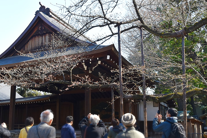 千鳥ヶ淵の桜情報