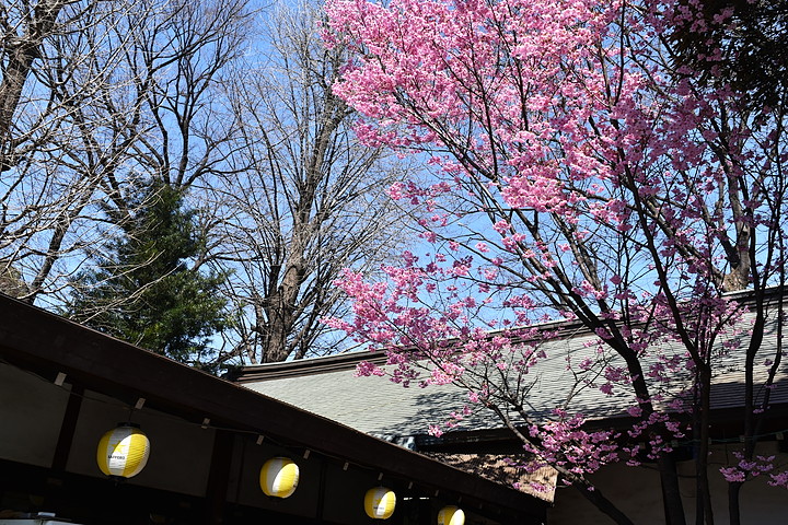 千鳥ヶ淵の桜情報