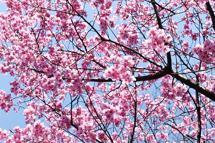 千鳥ヶ淵の桜情報