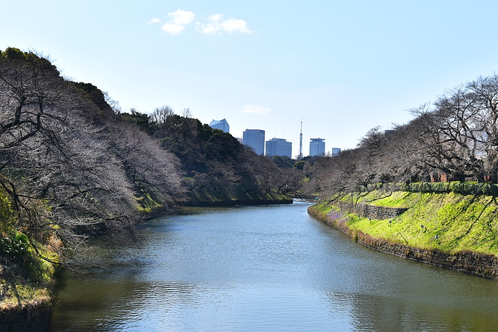 千鳥ヶ淵の桜情報