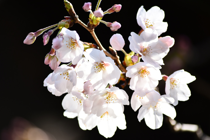 千鳥ヶ淵の桜情報