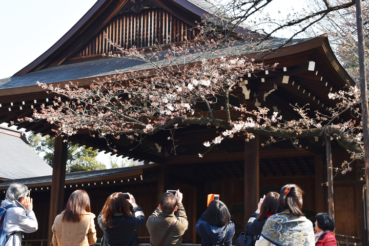 千鳥ヶ淵の桜情報