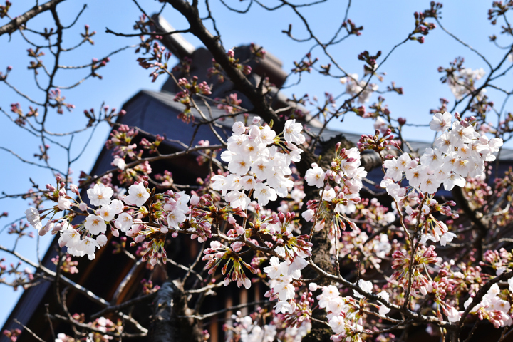 千鳥ヶ淵の桜情報