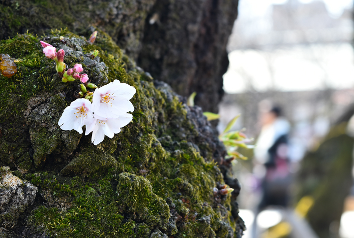 千鳥ヶ淵の桜情報