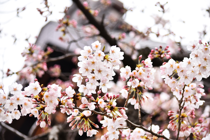 千鳥ヶ淵の桜情報