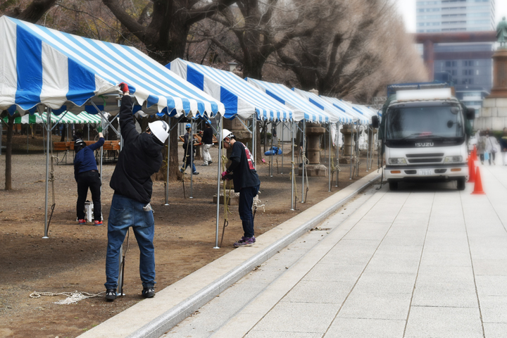 千鳥ヶ淵の桜情報