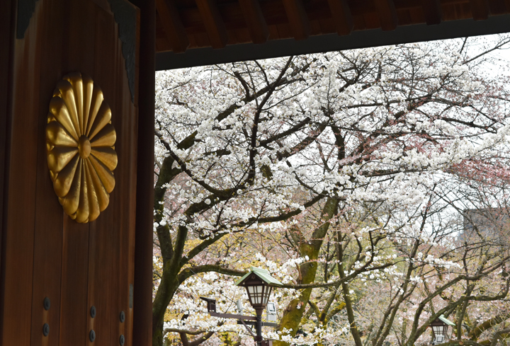 千鳥ヶ淵の桜情報