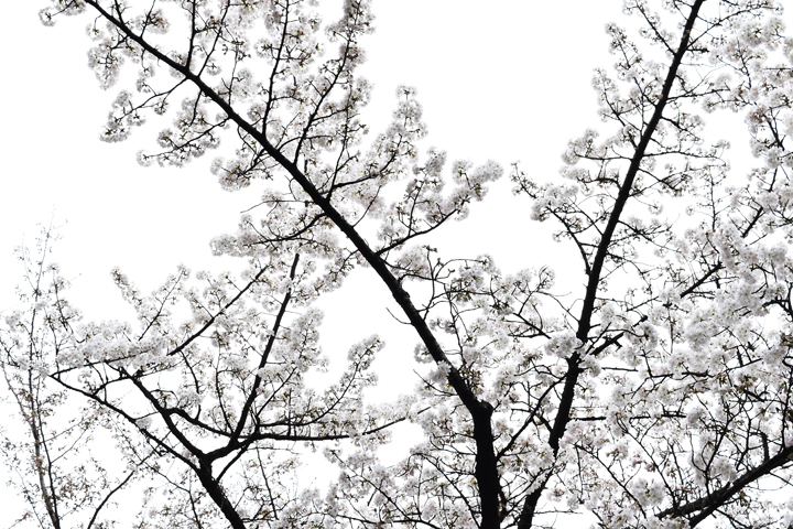 千鳥ヶ淵の桜情報