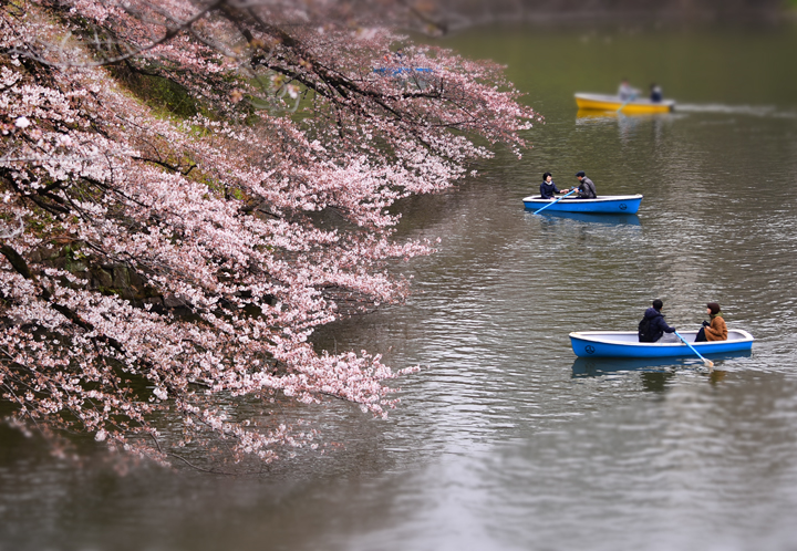 千鳥ヶ淵の桜情報