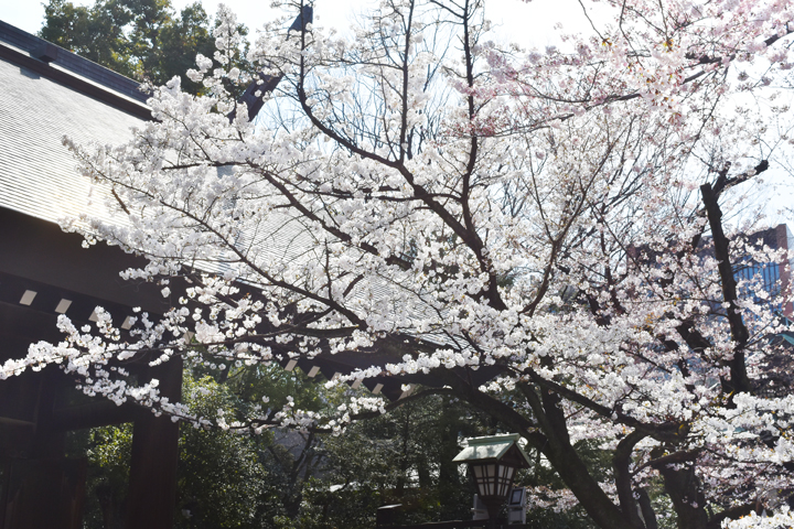 千鳥ヶ淵の桜情報