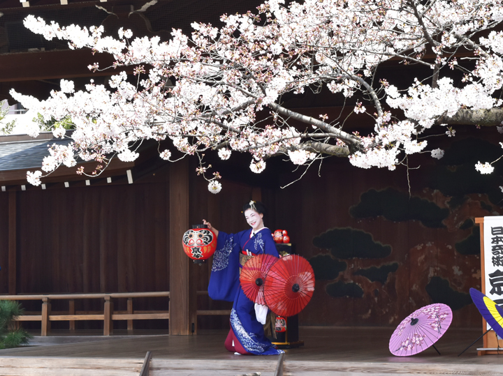 千鳥ヶ淵の桜情報