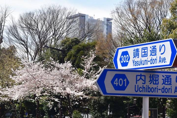 千鳥ヶ淵の桜情報