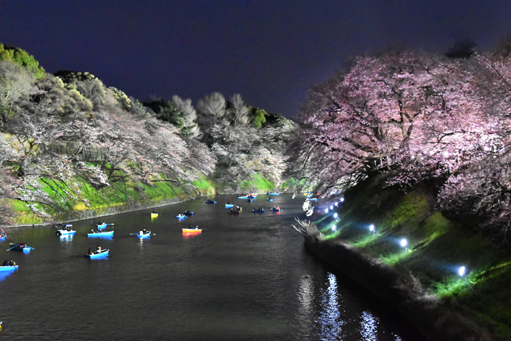 千鳥ヶ淵の桜情報