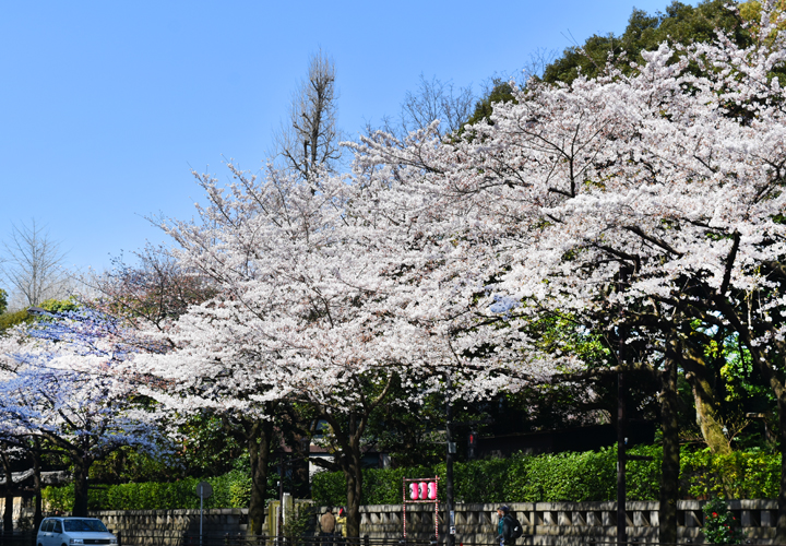 千鳥ヶ淵の桜情報