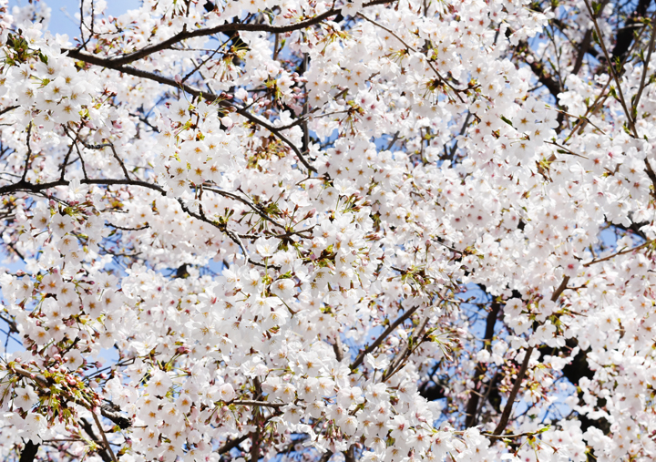 千鳥ヶ淵の桜情報