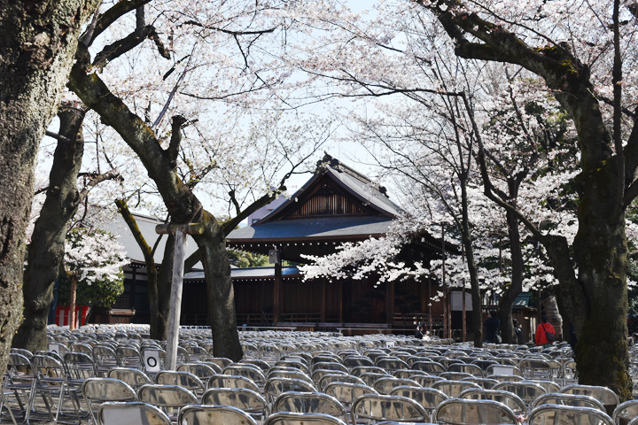 千鳥ヶ淵の桜情報