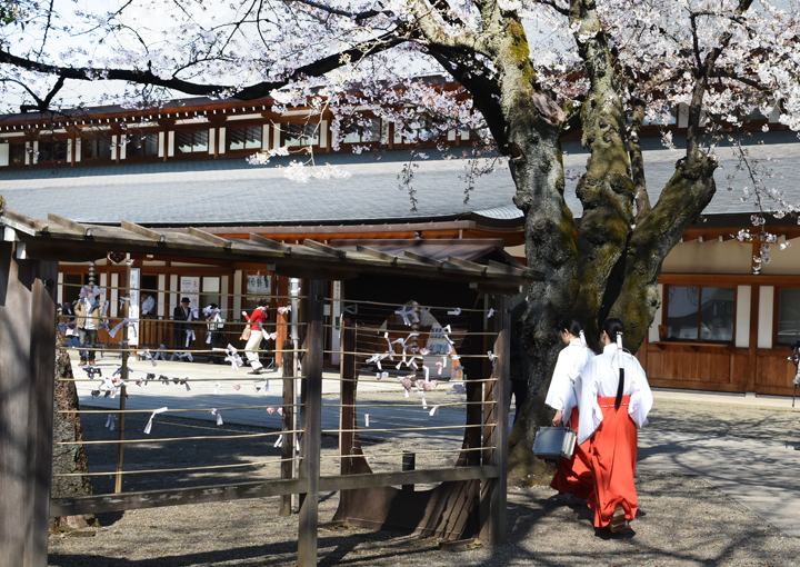 千鳥ヶ淵の桜情報