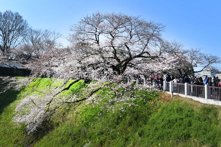 千鳥ヶ淵の桜情報