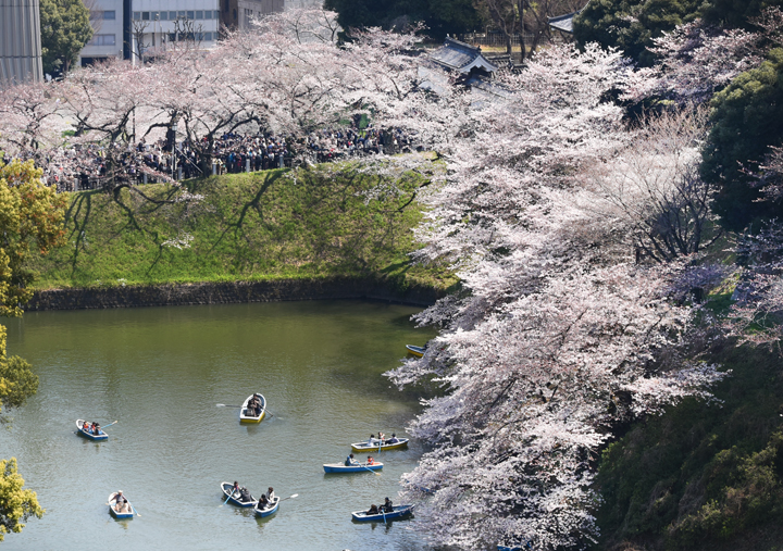 千鳥ヶ淵の桜情報