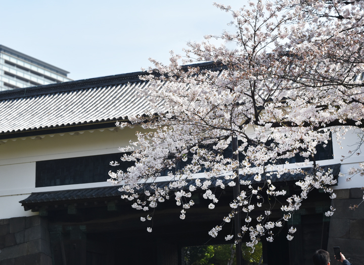 千鳥ヶ淵の桜情報